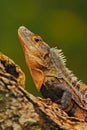 Detail close-up portrait of lizard. Reptile Black Iguana, Ctenosaura similis, sitting on black stone. Beautiful lizard head in the Royalty Free Stock Photo