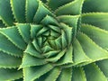 Detail close up of the spiral patterns of the Spiral Aloe Royalty Free Stock Photo