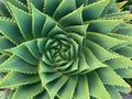 Detail close up of the spiral patterns of the Spiral Aloe Royalty Free Stock Photo