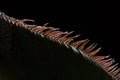 detail close-up view of the back and spine of sleeping marine iguana showing scales Royalty Free Stock Photo