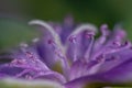Detail close up of Wild purple flower macrophoto Sesuvium portulacastrum side view selective focus defocused background Royalty Free Stock Photo