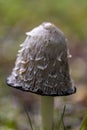 Cone cap wild bell shaped ink fungus