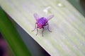 Detail Closeup of common Housefly, scientifically known as Musca Domestica sitting on fresh green leaf of great texture Royalty Free Stock Photo