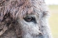 Detail / closeup of the eye of a donkey