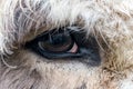 Detail / closeup of the eye of a donkey