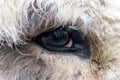 Detail / closeup of the eye of a donkey