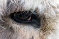 Detail / closeup of the eye of a donkey