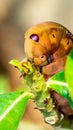 Detail closeup of orange caterpillar eating the leaves. Royalty Free Stock Photo