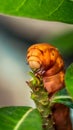 Detail closeup of orange caterpillar eating the leaves Royalty Free Stock Photo
