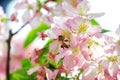 Detail closeup of a pink cherry flower will give nice scent that will start to attract bees and flies to start pollination. Royalty Free Stock Photo