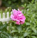 A detail closeup of a rose in the garden. Blossoming pink flower macro with water drops on dark green leaves. Single Royalty Free Stock Photo