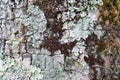 Detail and closeup of white and green lichens draping bark of old tree