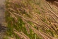 Detail of a clump of grass. Royalty Free Stock Photo