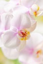 Detail of a cluster of white, pink and yellow orchids