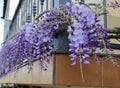 Wisteria is a climbing plant with its flowers in the form of clusters.