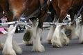 Detail, Clydesdale horses pulling wagon Royalty Free Stock Photo