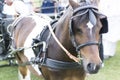 Detail of a coachman as he carries a carriage