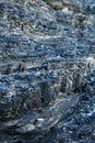 Detail of coal seam in sedimentary faces Royalty Free Stock Photo