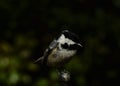 The coaltit with closed beak is standing on the solitary branch. Royalty Free Stock Photo