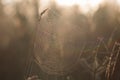 Detail on a Cobweb Early Morning in Autumn Royalty Free Stock Photo