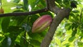 Detail Cocoa pod on the tree Royalty Free Stock Photo