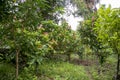 Organic cocoa plantation in the Peruvian jungle in the San MartÃ­n region, near the city of Tarapoto. Royalty Free Stock Photo
