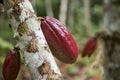 Detail of cocoa pods in an organic cocoa plantation in the Peruvian jungle in the San MartÃ­n region, near the city of Tarapoto. Royalty Free Stock Photo