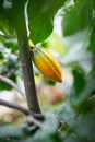 Detail of the cocoa tree pod in the forest