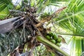 Detail of coconut palm trees on sunny day in Rio de Janeiro. Many green coconuts are hanging bellow the large leaves Royalty Free Stock Photo