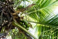 Detail of coconut palm trees on sunny day in Rio de Janeiro. Many green coconuts are hanging bellow the large leaves Royalty Free Stock Photo