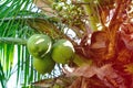 Detail of coconut palm trees on sunny day in Rio de Janeiro. Many green coconuts are hanging bellow the large leaves. Rio de Janei