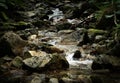 detail of a cold forest stream with a stone bottom Royalty Free Stock Photo