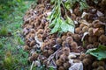 Detail Collection of ripe chestnuts close up. Outdoor shot. Raw chestnuts harvested in the autumn. Sweet fresh chestnut. Food Royalty Free Stock Photo