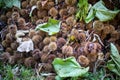 Detail Collection of ripe chestnuts close up. Outdoor shot. Raw chestnuts harvested in the autumn. Sweet fresh chestnut. Food Royalty Free Stock Photo