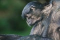 Colombian black spider monkey Royalty Free Stock Photo