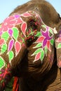 Detail of colored elephant head