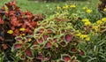 Red variegated plants Royalty Free Stock Photo