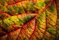 Detail the colorful autumn apple leaf Royalty Free Stock Photo