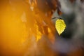 Detail of colorful autumn leaf on blurred background Royalty Free Stock Photo