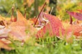 Detail of colorful autumnal fallen leaves among the green grass Royalty Free Stock Photo