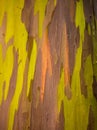 Detail of colorful bark of Rainbow Eucalyptus tree Royalty Free Stock Photo