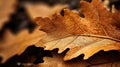 detail colorful brown wallpaper macro