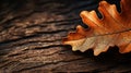 detail colorful brown wallpaper macro