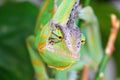 Detail of the colorful head of a chameleon Royalty Free Stock Photo