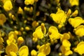 Detail colorful and intensive of yellow flowers broom of bloom, defuse background of darkness broom. Texture in yellow Royalty Free Stock Photo