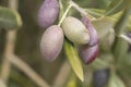 Detail of colorful olive tree fruits Royalty Free Stock Photo