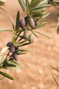 Detail of colorful olives