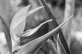 Detail of colorful strelitzia