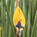 Detail of colorful strelitzia