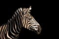 Detail colour portrait zebra on the black background